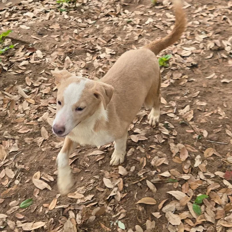 Blue Jay thumbnail 2