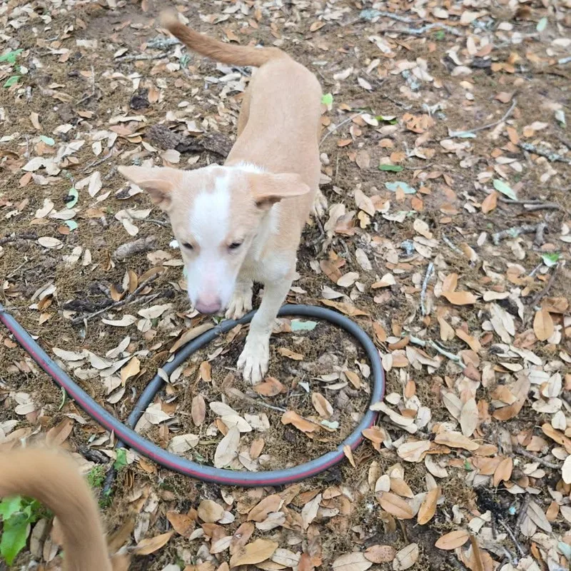 Blue Jay thumbnail 4