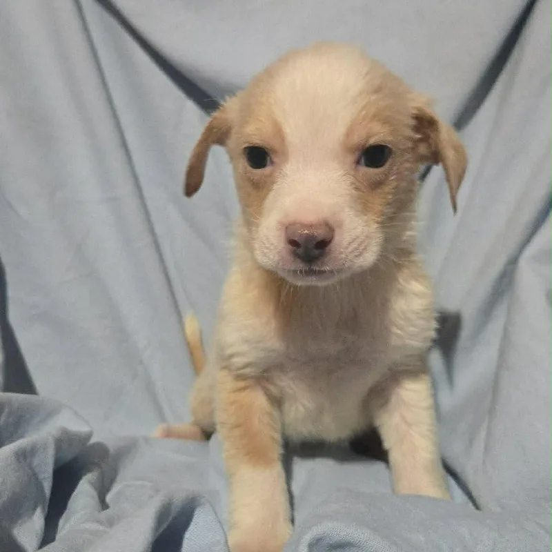 Blue Jay thumbnail 5