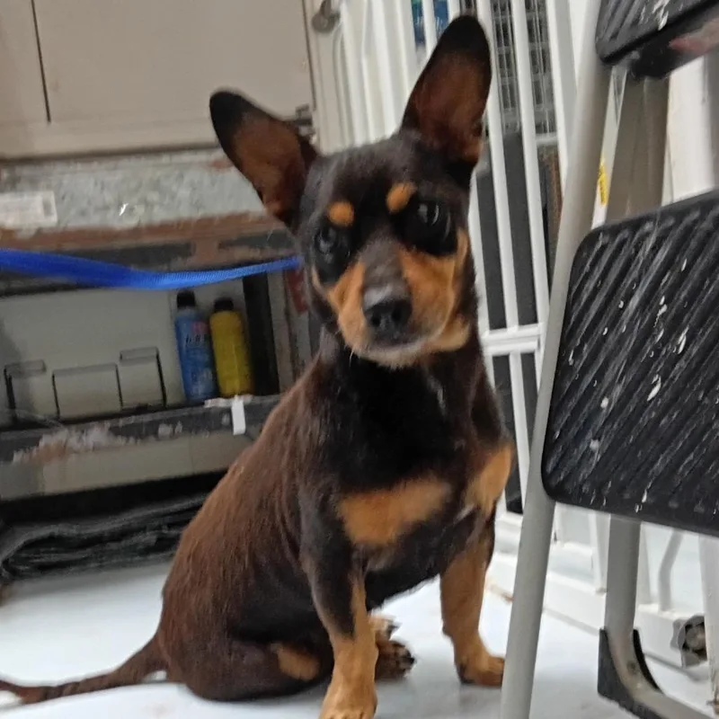 A senior small-sized male Black Miniature Pinscher dog named Biggie Smalls for adoption in Springtown, TX