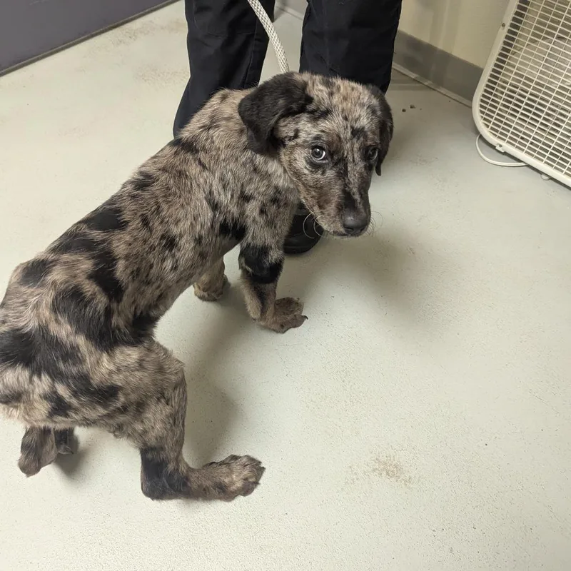 A baby medium-sized male Black Australian Shepherd dog named Trail Mix for adoption in Charlottesville, VA