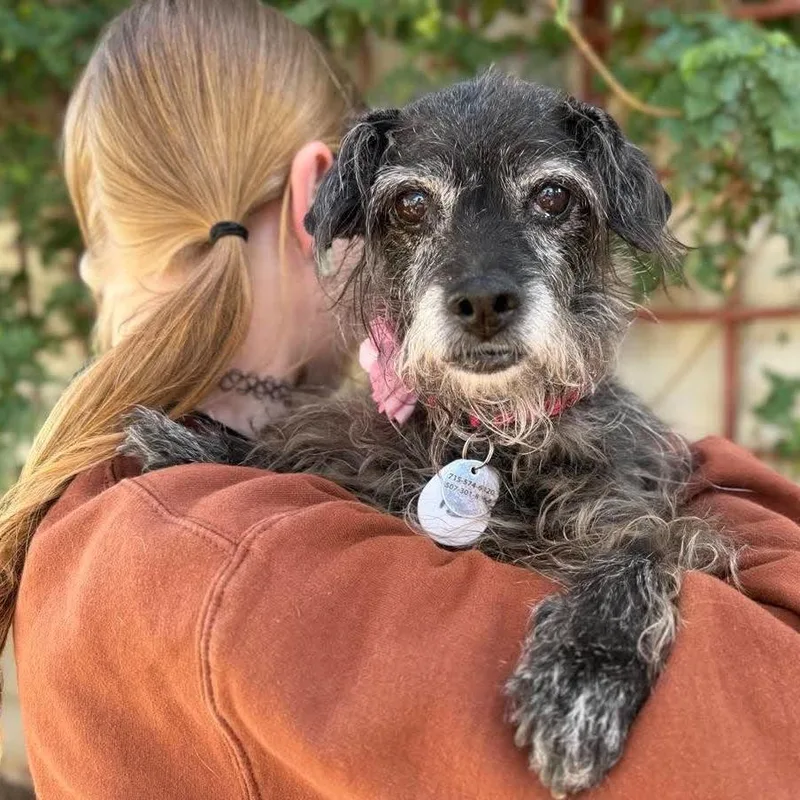A senior small-sized female Affenpinscher dog named Layla for adoption in Ramona, CA