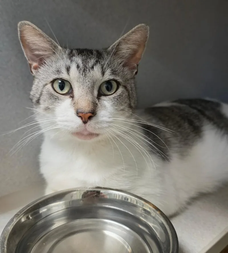An adult medium-sized male Domestic Short Hair cat named Broseph for adoption in Bloomington, IN