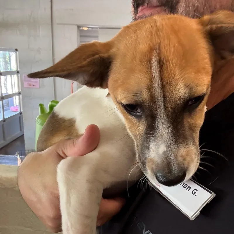 A baby small-sized male White / Cream Jack Russell Terrier dog named T Mobile for adoption in Austin, TX