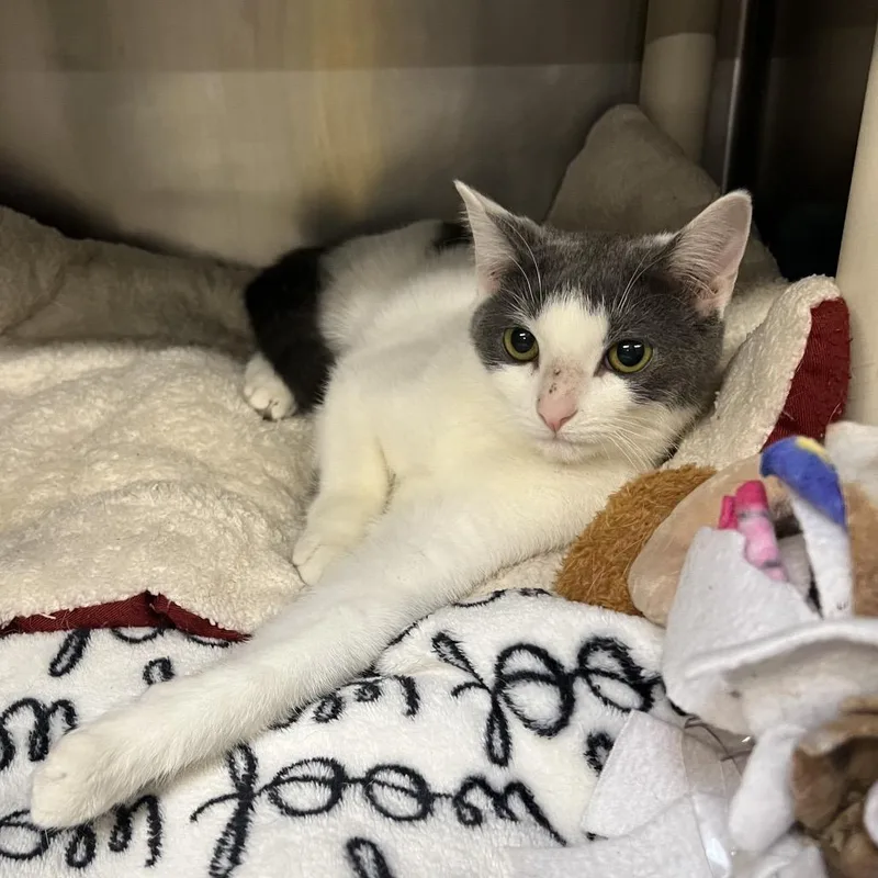 An adult medium-sized female Gray / Blue / Silver Domestic Short Hair cat named Avery for adoption in Mentor, OH