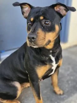 An adult medium-sized female Mixed Breed dog named Gertie for adoption in Savannah, GA