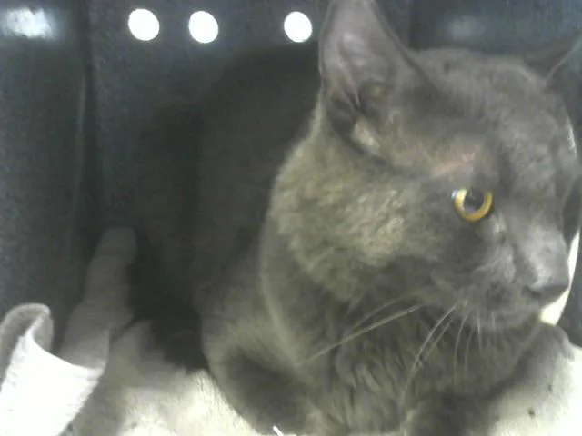 An adult medium-sized male Domestic Short Hair cat named Sterling for adoption in Loveland, CO