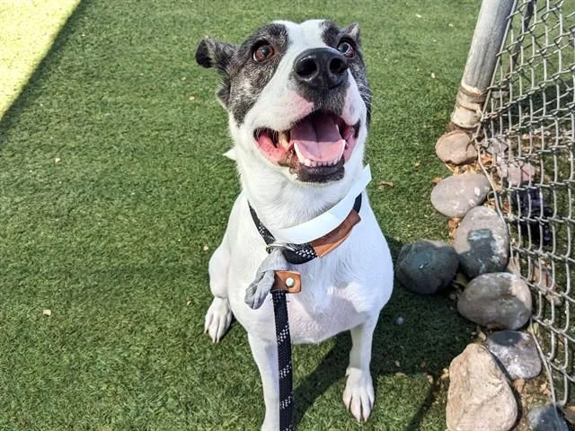 A young large-sized male Labrador Retriever dog named Logan for adoption in Phoenix, AZ