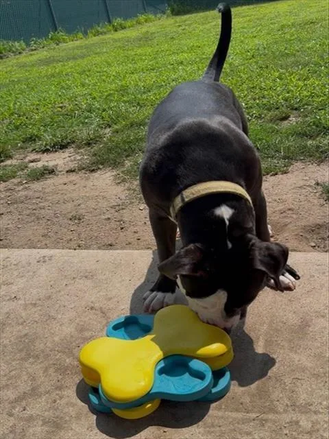 A young small-sized male Pit Bull Terrier dog named Doug for adoption in Springfield, MA