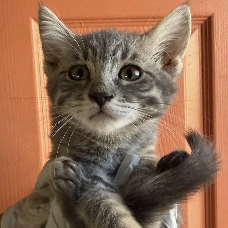 A baby medium-sized female Tabby (Tiger Striped) Domestic Short Hair cat named Harriet for adoption in Huntington Beach, CA