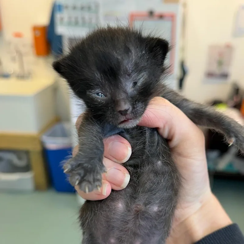 A baby small-sized female Black Domestic Short Hair cat named Louder Than Life for adoption in Austin, TX