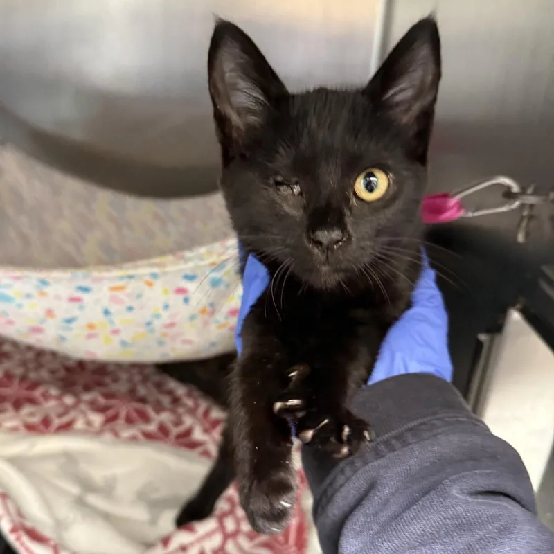 A baby small-sized female Black Domestic Short Hair cat named Lil Tiny Bit for adoption in Oakland, CA