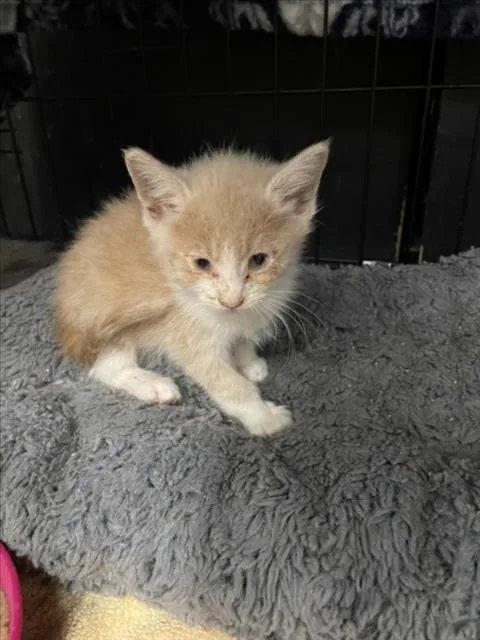 A baby small-sized female Domestic Long Hair cat named Rapunzel for adoption in Tracy, CA