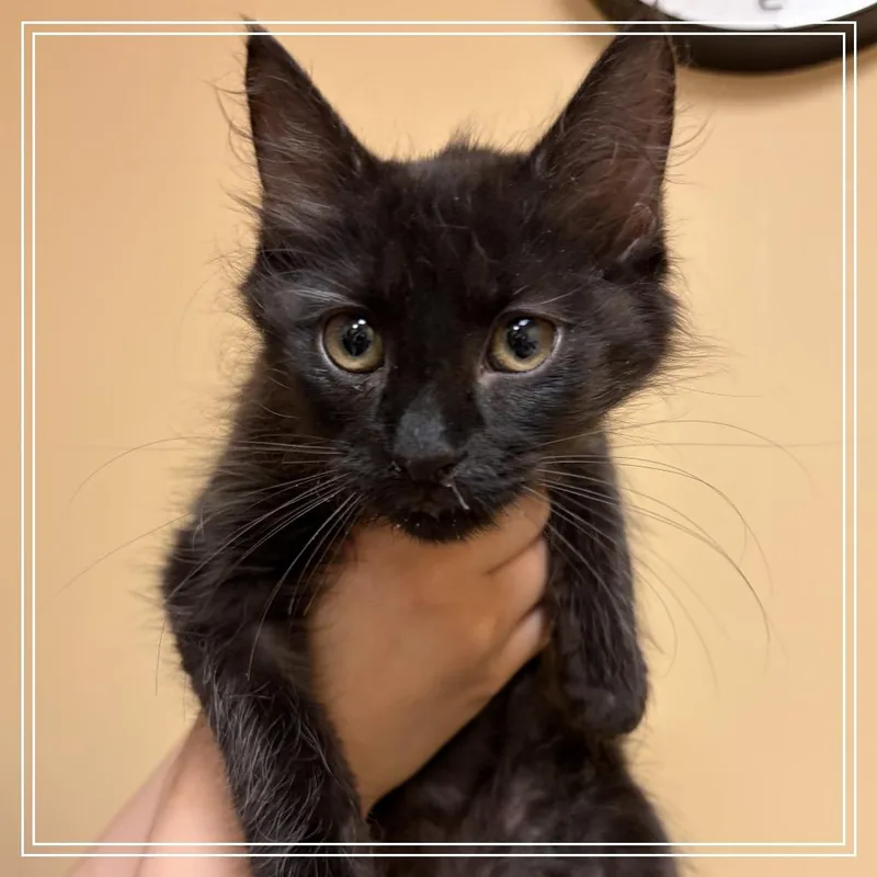 A baby small-sized male Black Domestic Short Hair cat named FWT TBear for adoption in Midland, TX