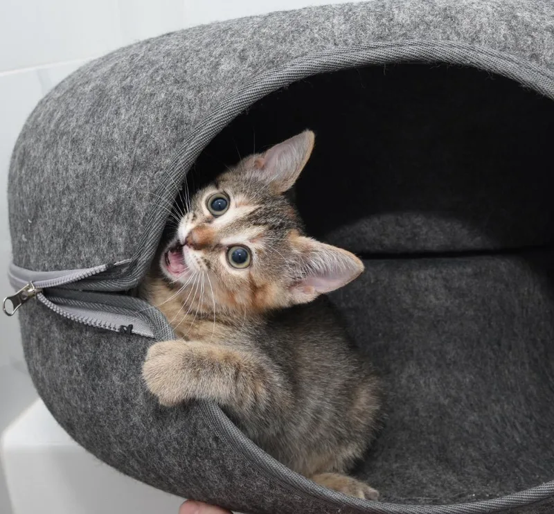 A baby small-sized female Tabby cat named Peanut for adoption in San Antonio, TX