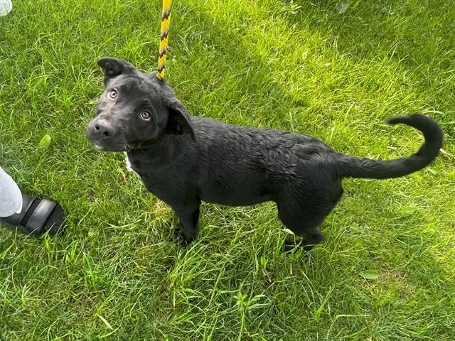 A baby medium-sized female Labrador Retriever dog named Corazon for adoption in Garland, TX