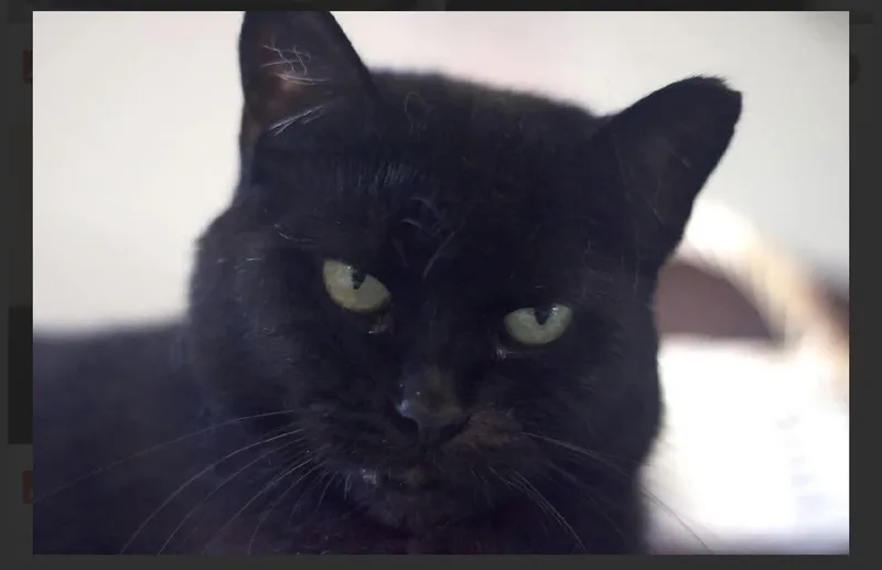 An adult medium-sized female Domestic Short Hair cat named Tootsie for adoption in Acushnet, MA
