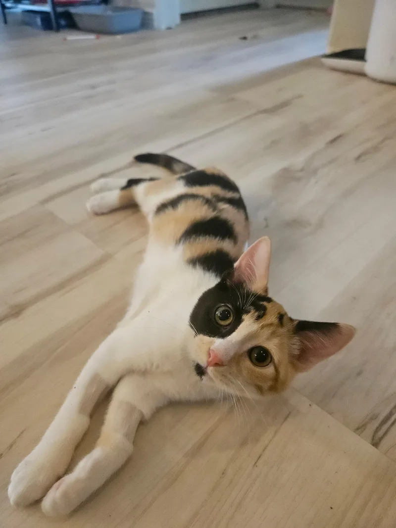A baby small-sized female Domestic Short Hair cat named Watcher for adoption in Twin Falls, ID