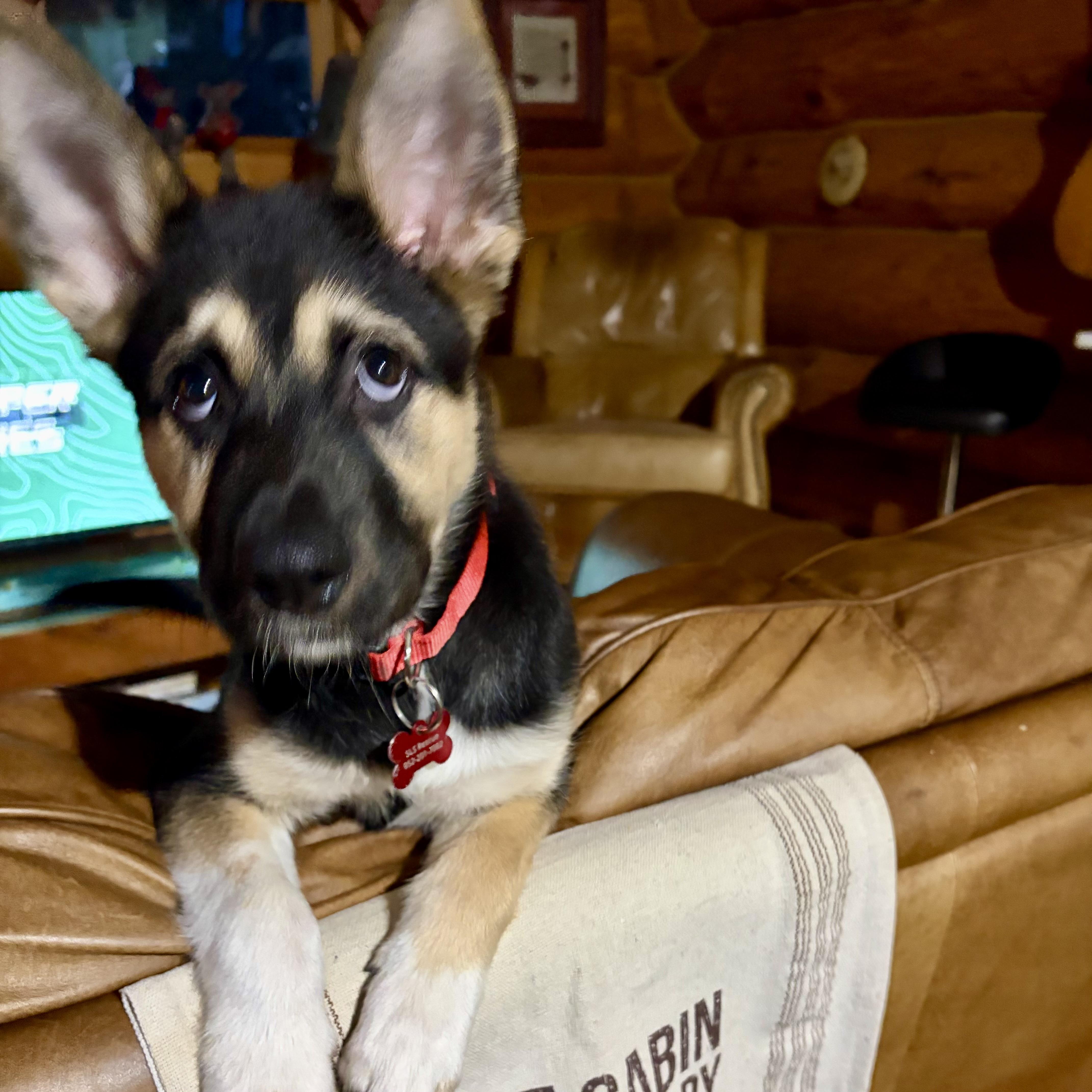 A baby medium-sized male Black Shepherd dog named Rio for adoption in Prior Lake, MN