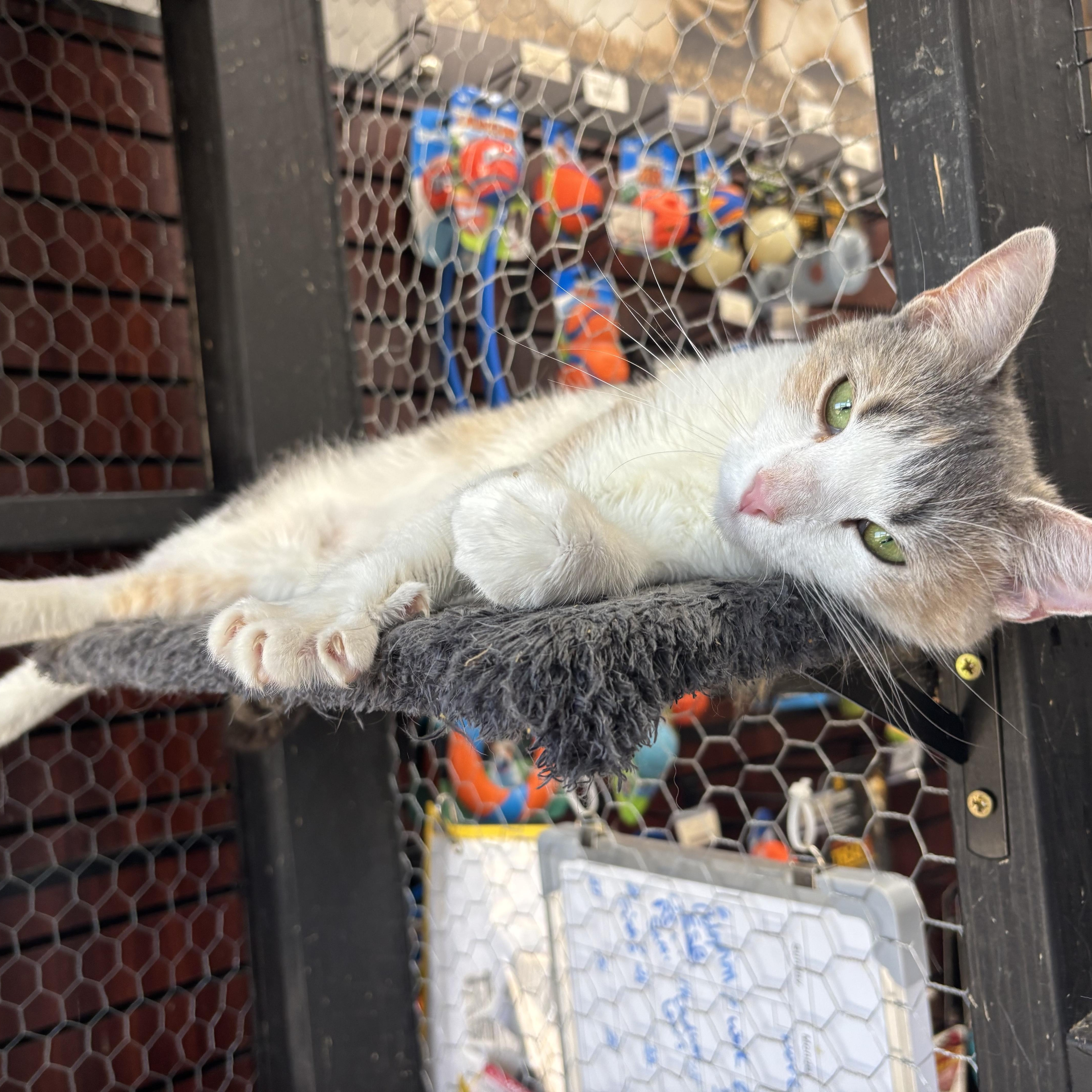 A young small-sized female Dilute Calico cat named Maggie for adoption in Galloway, NJ