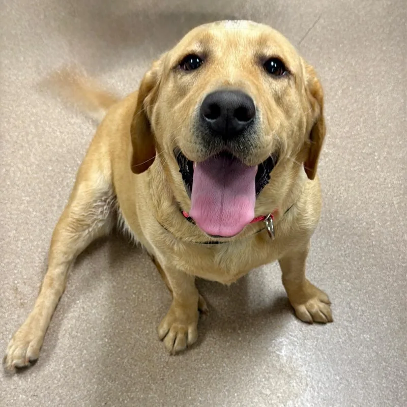 An adult large-sized female Yellow Labrador Retriever dog named Girly A for adoption in Mission Hills, CA