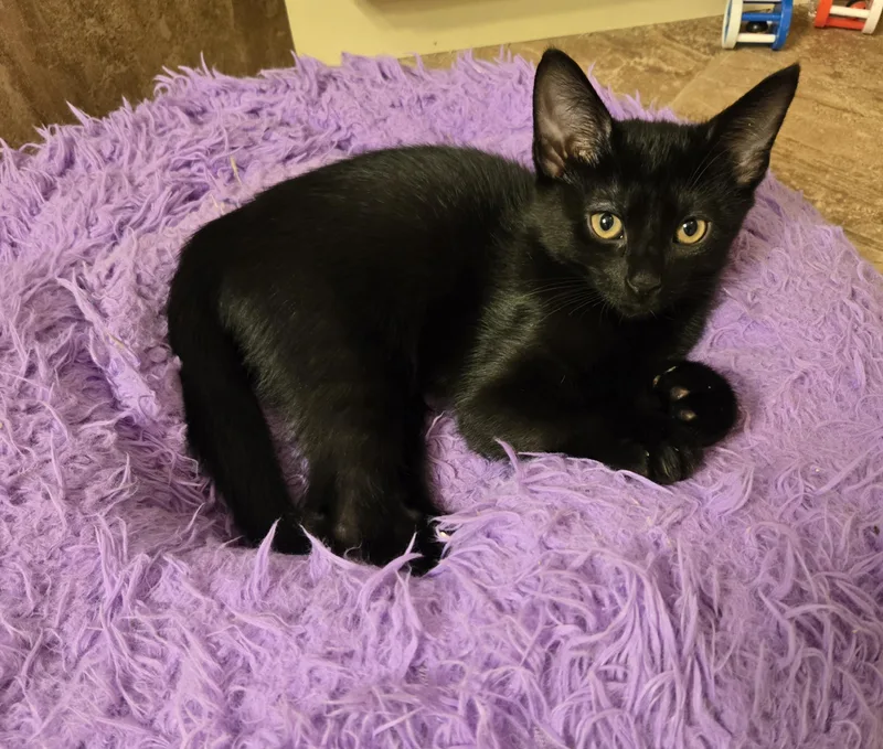 A baby small-sized male Black Domestic Short Hair cat named Cinder for adoption in Concord, OH