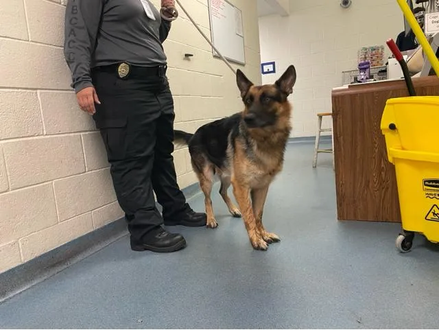 A young large-sized male Mixed Breed dog named Loki for adoption in West Palm Beach, FL