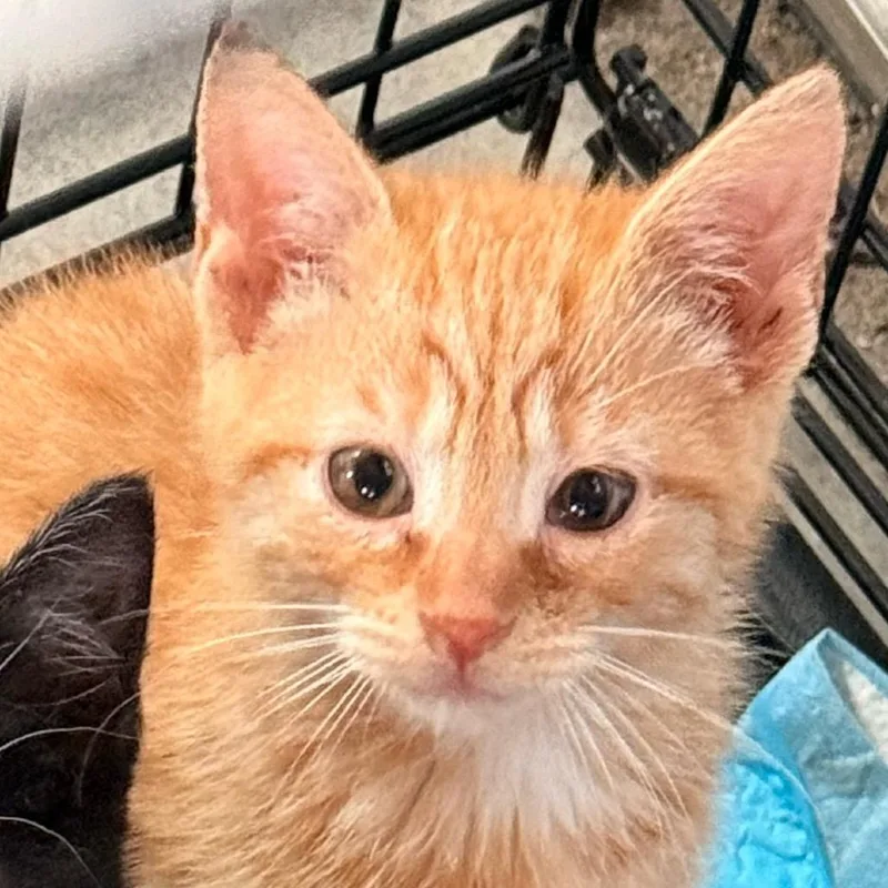 A baby small-sized male Orange / Red Domestic Short Hair cat named Tumble for adoption in Alexandria, VA