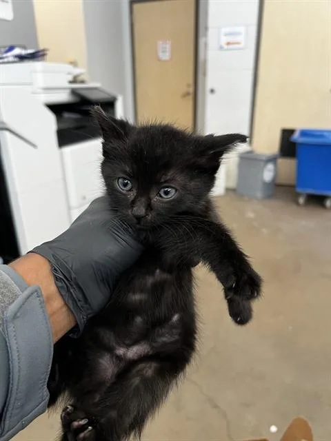 A baby medium-sized male Domestic Medium Hair cat named Noe for adoption in Dallas, TX