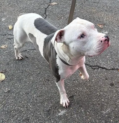 An adult large-sized male Pit Bull Terrier dog named Zeke for adoption in Cumming, GA