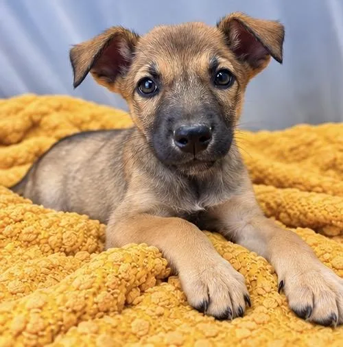 A baby medium-sized female German Shepherd Dog dog named Buttercup for adoption in Foley, AL