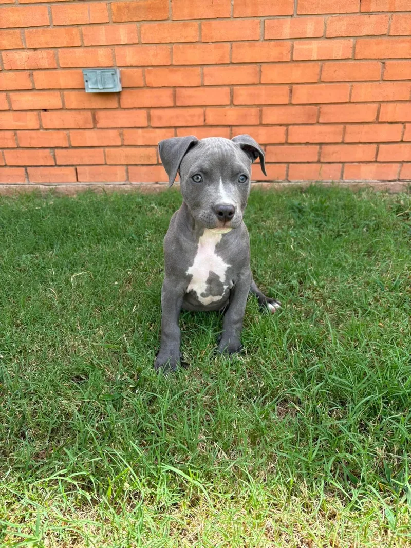 A baby medium-sized male Gray / Blue / Silver Pit Bull Terrier dog named Kane for adoption in Wichita Falls, TX