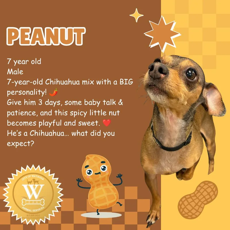 An adult small-sized male Red / Chestnut / Orange Chihuahua dog named Peanut for adoption in Watauga, TX