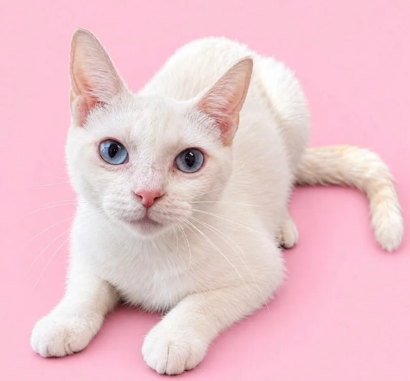 A young medium-sized female Domestic Short Hair cat named Tallulah for adoption in Little Rock, AR