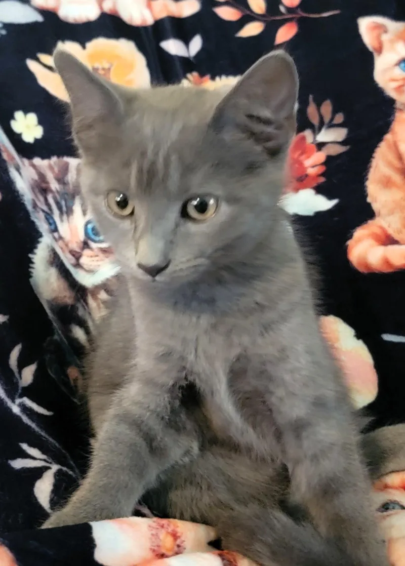 Cinder Allen