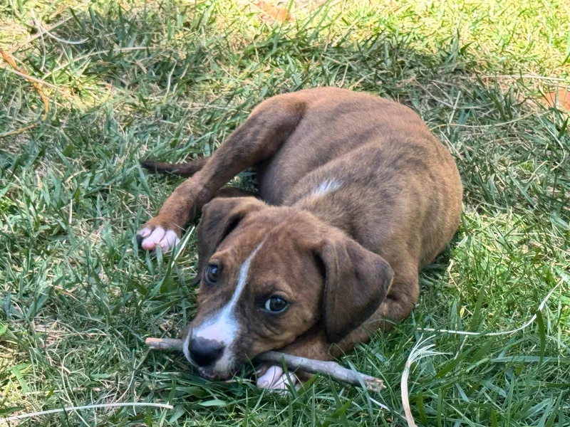 A baby small-sized female Boxer dog named Cora for adoption in santa monica, CA