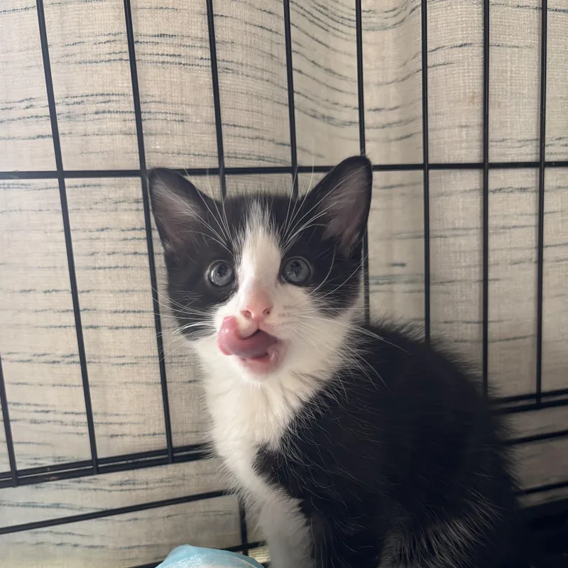 A baby medium-sized male Domestic Medium Hair cat named Timmy for adoption in EWA BEACH, HI