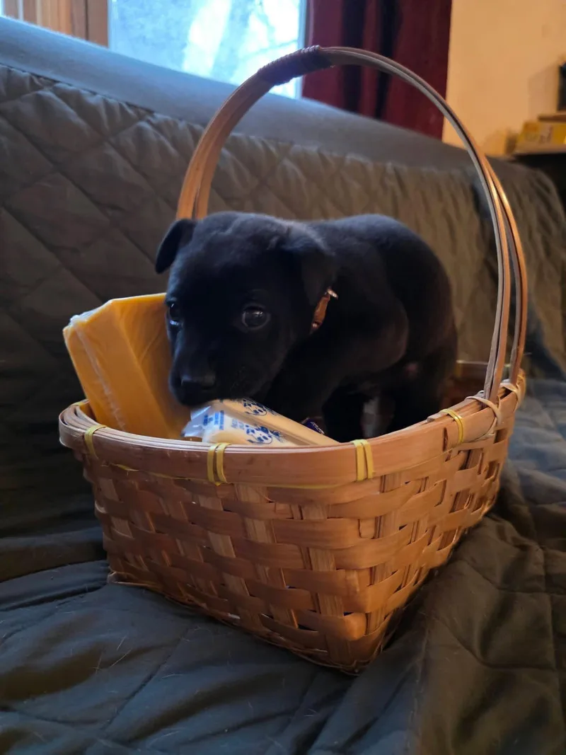 Pepper Jack thumbnail 2