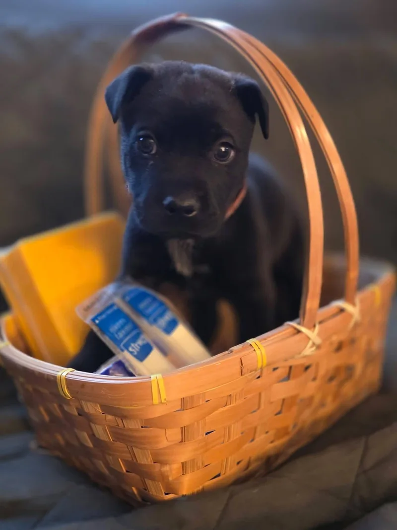 Pepper Jack thumbnail 3