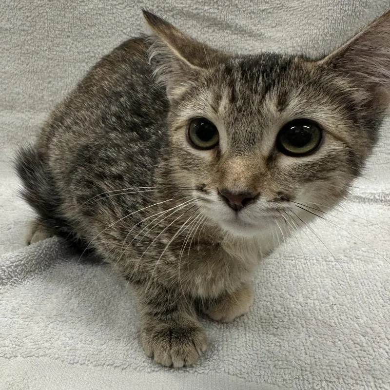 A baby medium-sized female Torbie Domestic Short Hair cat named Prudence for adoption in Folsom, LA