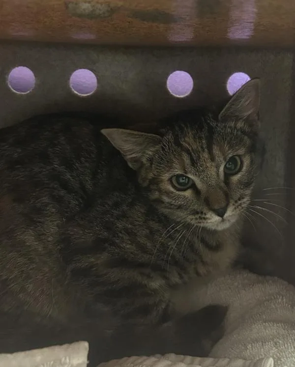 A baby medium-sized female Domestic Short Hair cat named Acorn for adoption in Salt Lake City, UT