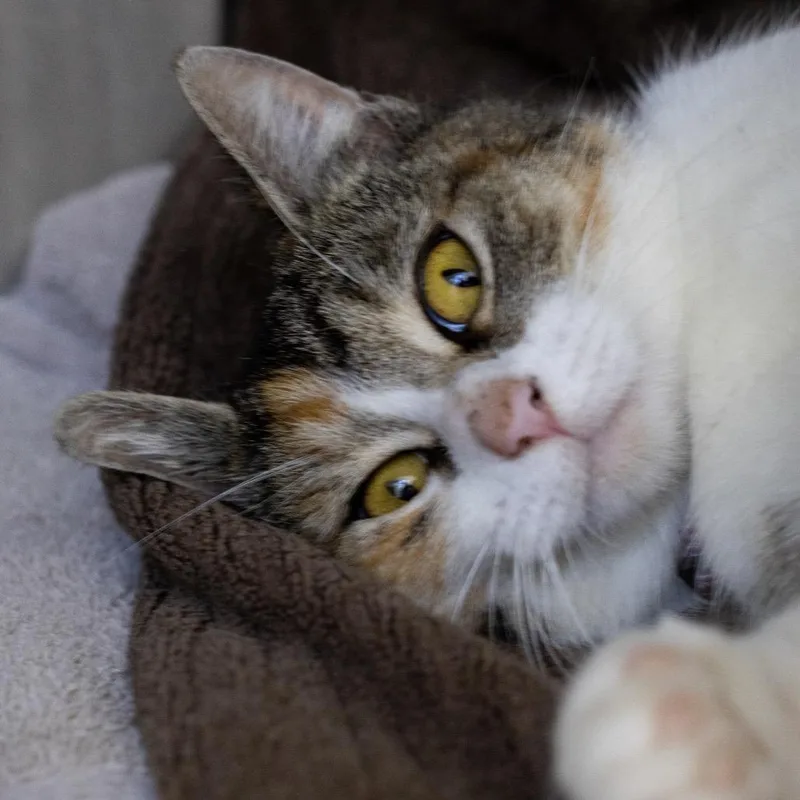 An adult medium-sized female Torbie Domestic Short Hair cat named Luna for adoption in La Grange, KY