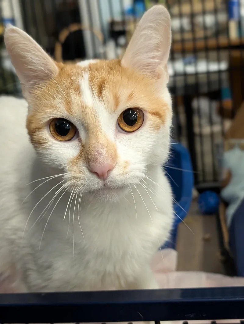 An adult medium-sized female Orange & White Domestic Short Hair cat named Mimosa for adoption in Tilton, IL