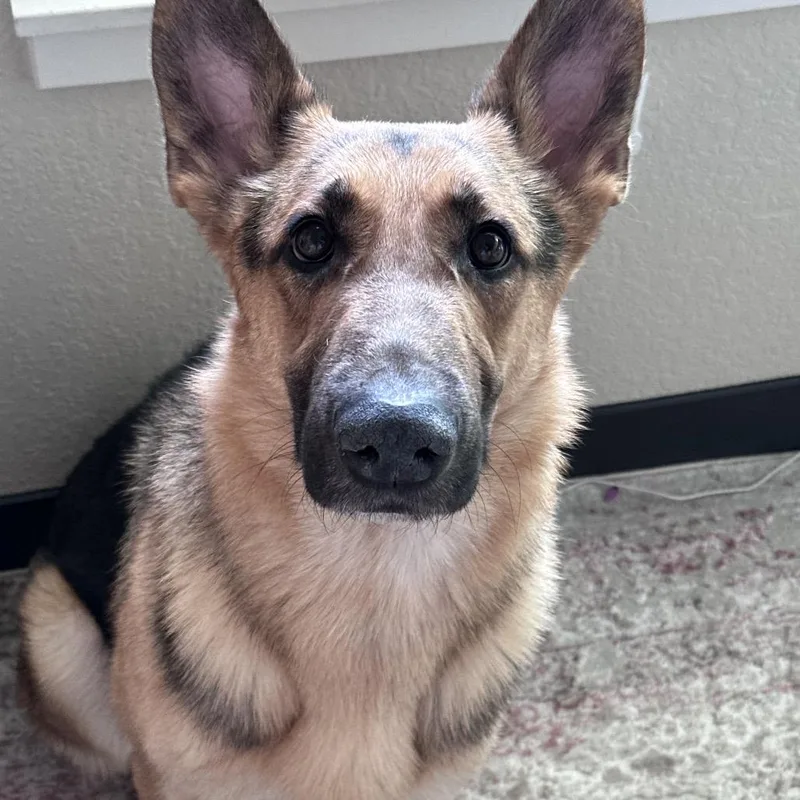 An adult large-sized male Yellow / Tan / Blond / Fawn German Shepherd Dog named Doc for adoption in Castle Pines, CO