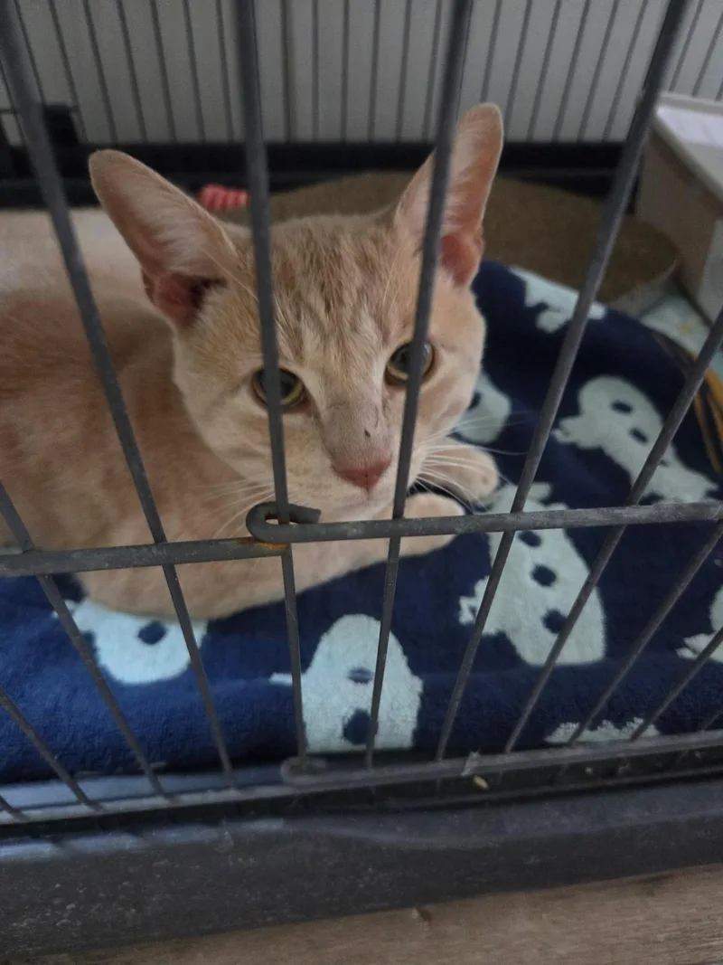 A young medium-sized male Buff / Tan / Fawn Domestic Short Hair cat named Scooby for adoption in Stafford, VA