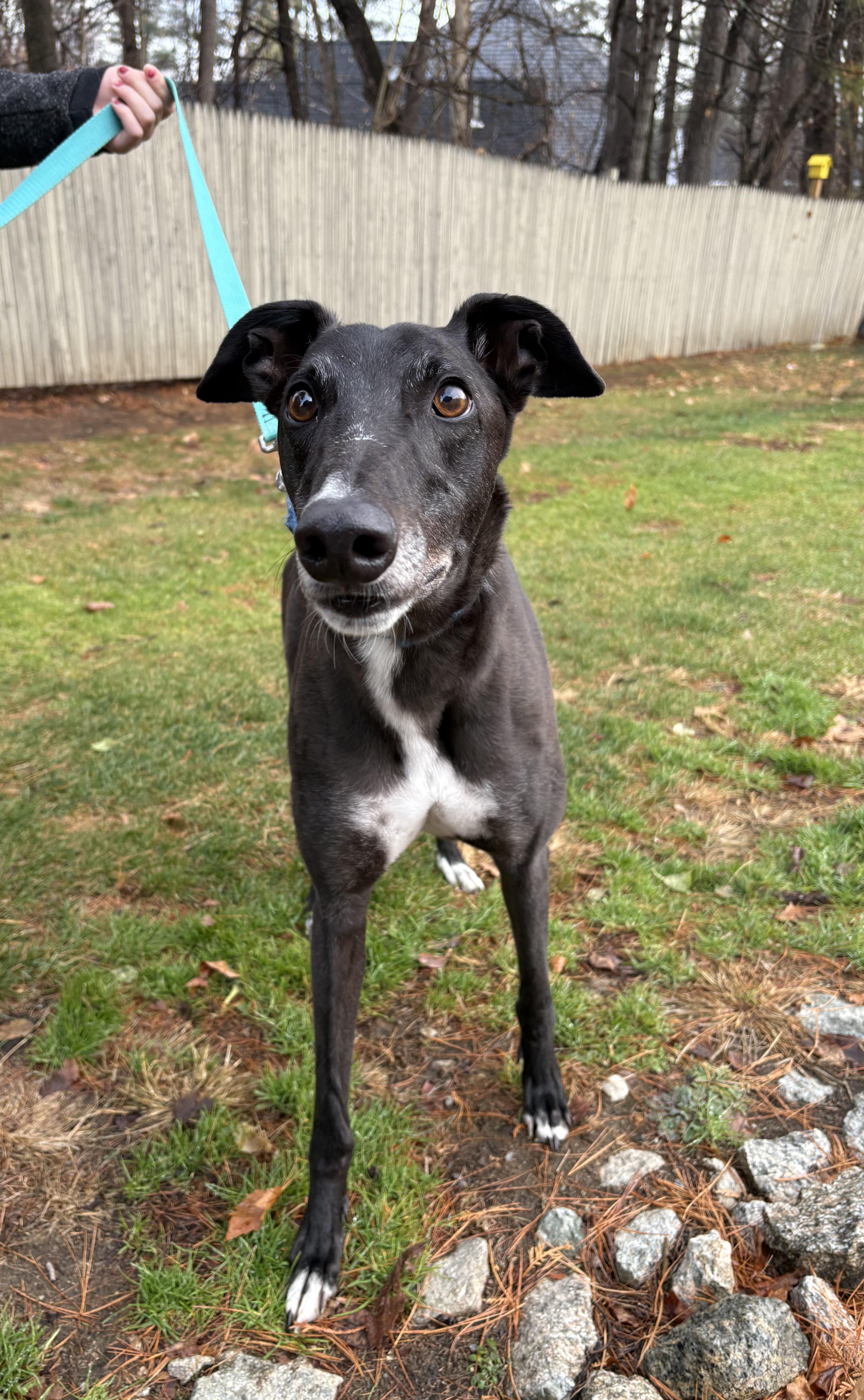 An adult large-sized male Black Greyhound dog named Ralf for adoption in Swanzey, NH
