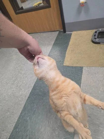 An adult small-sized male Domestic Short Hair cat named Toby for adoption in Shawano, WI
