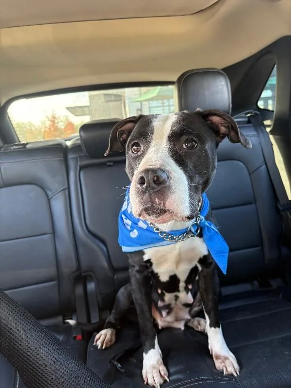 An adult large-sized female Black Mixed Breed dog named Constant for adoption in Cincinnati, OH