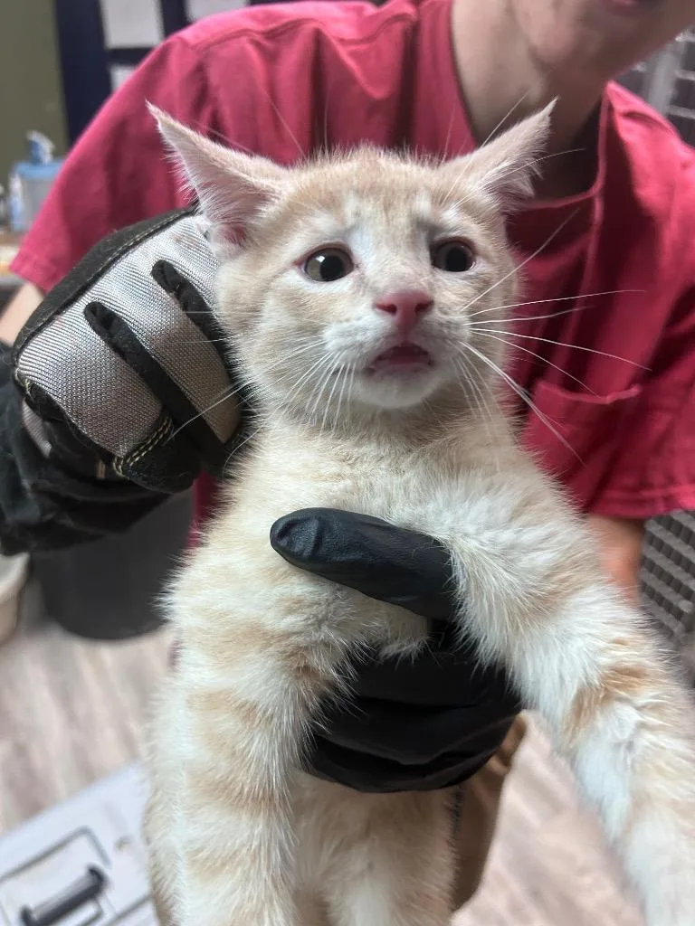 A baby small-sized male Domestic Short Hair cat named Meowl for adoption in Sherwood, AR