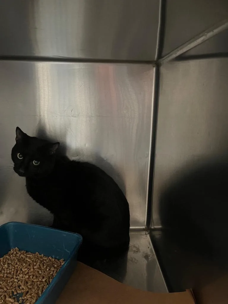 A young large-sized male Domestic Short Hair cat named Chuck for adoption in Cartersville , GA